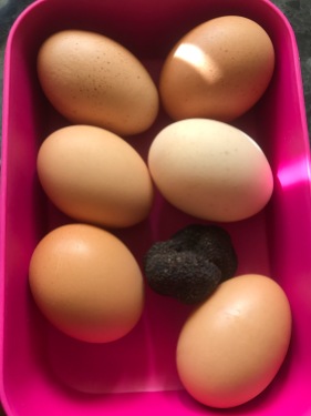 These babies will be sublime when hatched